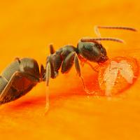 Black Ant - Lasius niger drinking 